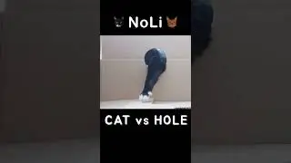 Cat vs Hole | Noah