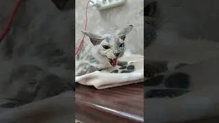 Ну какова? У нас холод на улице, а ее кто то выбросил 🤷 