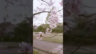 Spring in Japan | Kobe City Japan 