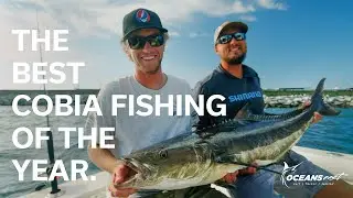 This is a MONSTER COBIA! (Sight casting & chumming in Virginia)