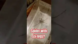 Spider 🕷 with six legs?