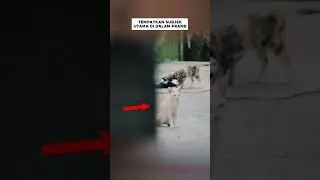 Komposisi Framming dalam Fotografi