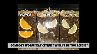 Compost Worms Eat Citrus! Will It Be Too Acidic?! 25 day time lapse