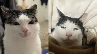 Try Not To Laugh 🤣 New Funny Cats Video 😹 - Just Cats Part 25