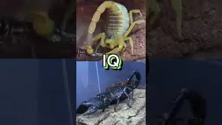 Deathstalker vs Emperor Scorpion 