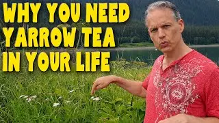 8 Reasons you need YARROW TEA in your life - Benefits of Achillea Millefolium