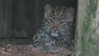 Rare Amur Leopard Cubs Emerge From Their Den!