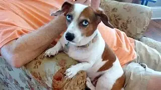 Watch These Silly Dogs Try Not to Laugh 🤣🐶 Funny Dog Videos 2024