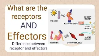 what are the receptors and effectors | difference between receptor and effectors | #shorts #biology