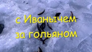 ловля гольяна в глухозимье