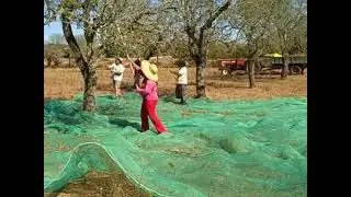 Cosechando almendras en Mallorca