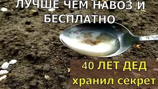 1 ЛОЖКУ НА ВЕДРО ВОДЫ И ЗЕМЛЯ КАК НОВАЯ! ПРОЛЕЙТЕ ЭТИМ ЗЕМЛЮ ДЛЯ ОБИЛЬНОГО УРОЖА 1