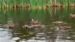 These wild ducks will chase you. Come on, let's catch up