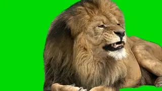 Lion King Green Screen Background Free Stock footage HD