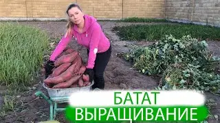 Батат | выращивание ПРОСТО