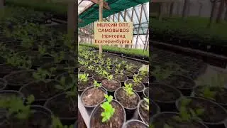 ГОРТЕНЗИЯ УЖЕ В ПРОДАЖЕ