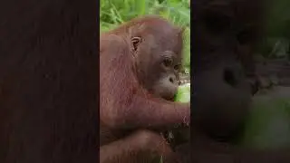 Young Orangutans Learn to Open Coconuts 🥥 #babyanimal #cuteanimals #monkey