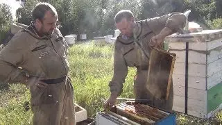 В гостях у Белорусского пчеловодства