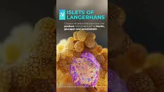 Islets of Langerhans #reels #shorts #medicalanimation