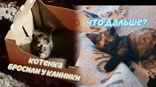 Бросили котенка у клиники. И что дальше?