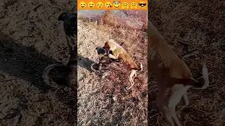 Dog |Baby Puppy Friendship |छोटे छोटे पिल्ले |Cute puppy #shorts #dog #puppy #insaniyat #shortvideo