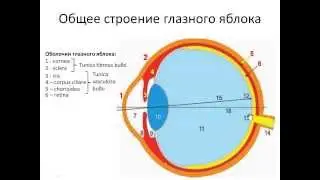 Орган зрения. ГЛАЗ