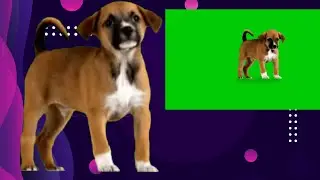 🐕 dog baby green screen video subscribe Karo channel 🙏