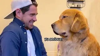 When your dog realizes youre not sharing your snack 🤣Funny Dog Video