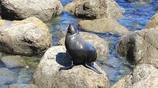 New Zealand Fur Seal Colony at Cape Palliser