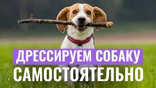 Самостоятельная ДРЕССИРОВКА СОБАК: Воспитываем собаку онлайн