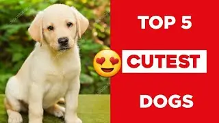 Top 5 Cutest 😍 Dogs 🐶❤️ | #shorts #dogs #Cutedogs #puppies