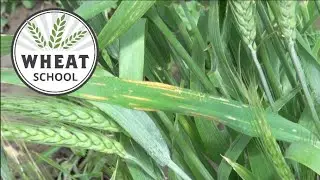 Wheat School: Be on alert for stripe rust