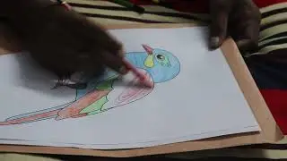 Birds Colour Practice in home tutor - BDIQ