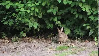 Beautiful rabbit video HD