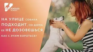 На улице собака подходит, но дома ее не дозовешься. Как с этим бороться?