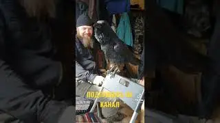 ВОРОН РАЗГОВАРИВАЕТ С ЧЕЛОВЕКОМ