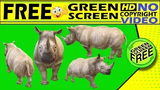 Animal green screen video |  Animal video free download | Animal Video no copyright | RHINOCEROS