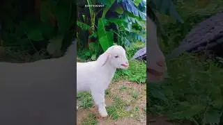 Oğlak Sesleri | Cute Baby Goats Sounds 🍬🐐#cuteanimals #köyhayatı #keçi #doğalyaşam #animalsounds