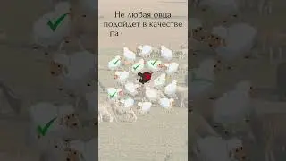 Для чего овцы на самом деле собираются в стада?  #news
