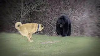 Kangal the Dog Who Can Kill a Bear!