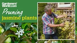 Guarantee flowers next year by PRUNING JASMINE now | How to prune jasmine and when to do it