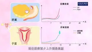 動畫E1, 4.1 月經週期中激素的相互作用