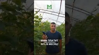 #МММплатит бабки на телефон! Спасибо системе #мавроди