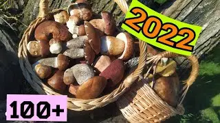 Грибы 2022. Белые грибы, Боровики, подосиновики, маслята.🍄🍀
Беларусь / Шевцов.