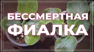 Укоренение пасынка фиалки. Фиалка без головы выжила!