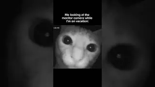 Cats On Camera Monitor