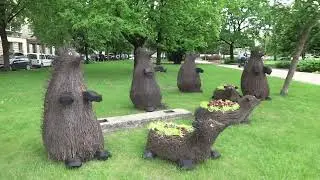 Ёжики в Елгаве . Парк возле центральной площади .