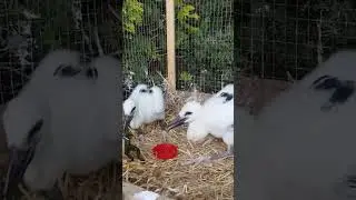 таки делим обед 