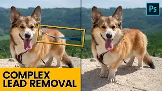 DOG PHOTOGRAPHY - How to remove a leash in Photoshop (Complex Removal)