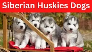 AWESOME Dogs - Siberian Huskies - happy dogs- read aloud history of ￼ Siberian Huskies